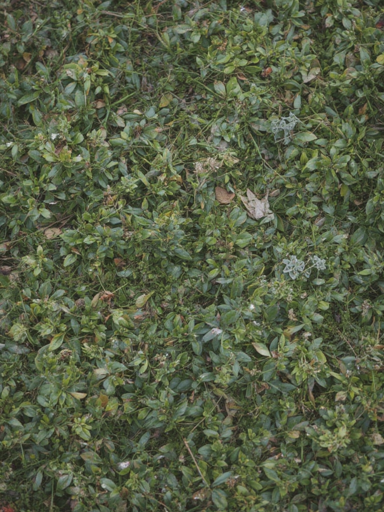 7 Eco-Friendly Gardening Practices for Beginners