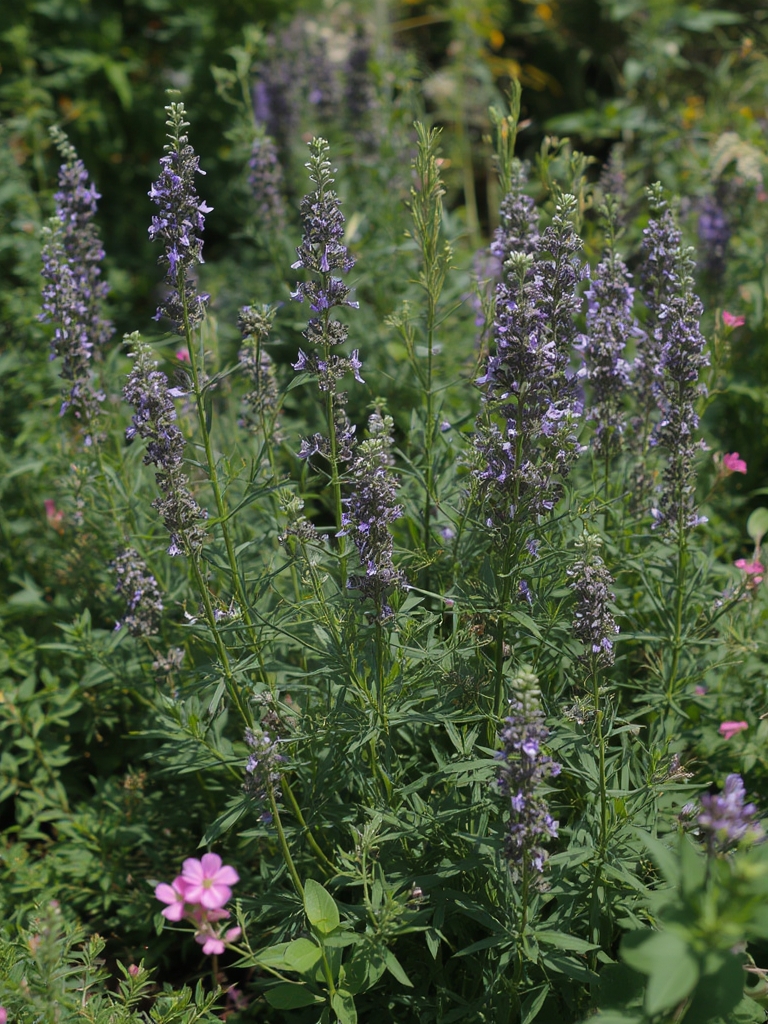 Bulb Flowers That Grow Beautifully With Almost No Care