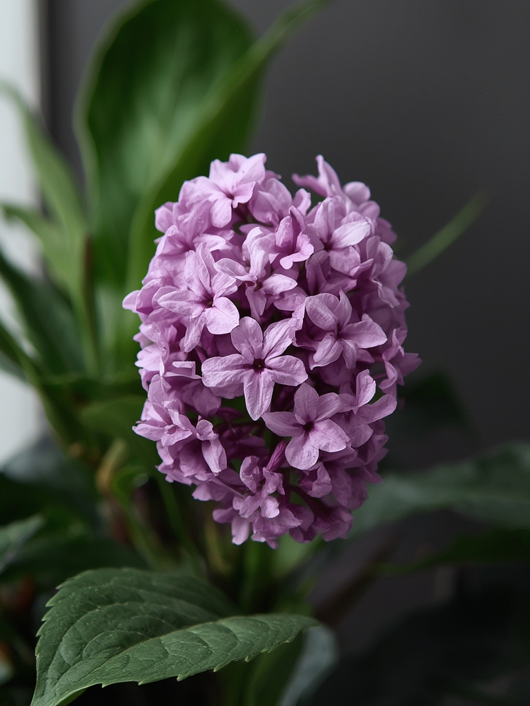 Watering Systems That Save Time and Water