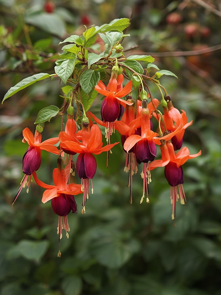 Must Have Gadgets for Modern Plant Parents